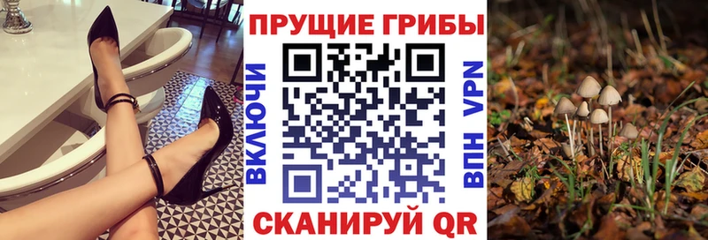 где найти   Кондопога  Галлюциногенные грибы GOLDEN TEACHER 